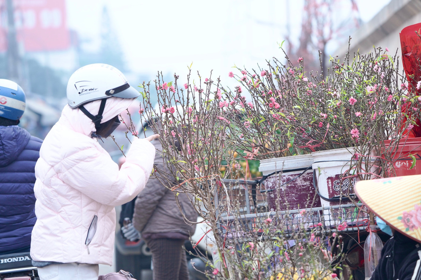 "Năm nào nhà tôi cũng mua cành đào nhỏ để về thắp hương ngày rằm tháng 12 này, tuy nhiên năm nay tôi phải lên tận Lạc Long Quân để mua vì khu chợ gần nhà năm nay không có bán", chị Huyền (Đống Đa) chia sẻ.