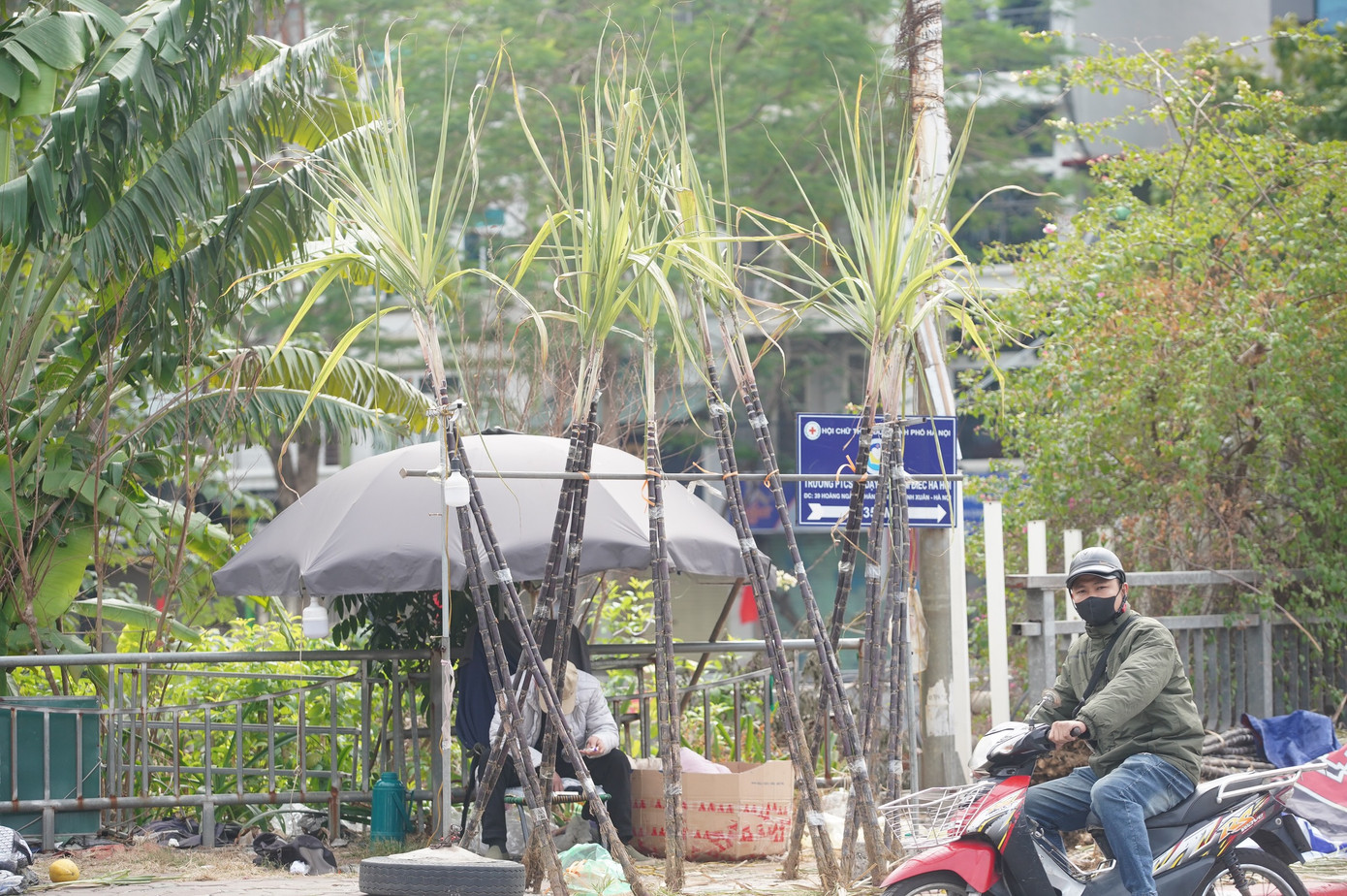 Dọc đường Láng các tiểu thương đã chuẩn bị mía lộc từ đầu giờ chiều.