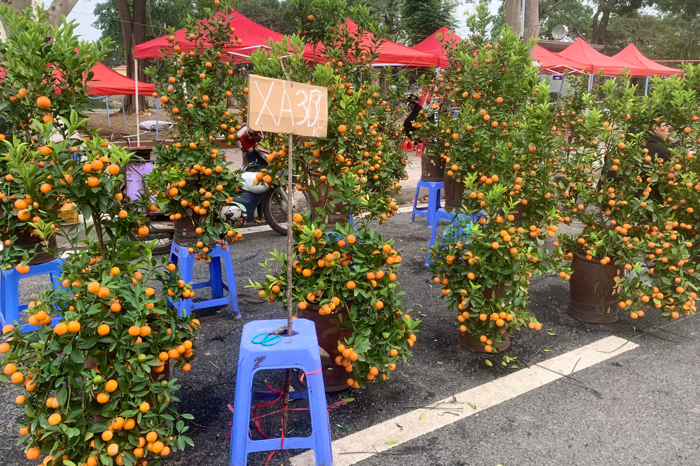 Những chậu quất cao gần 2m được tiểu thương xả hàng đồng giá 300.000 đồng/chậu