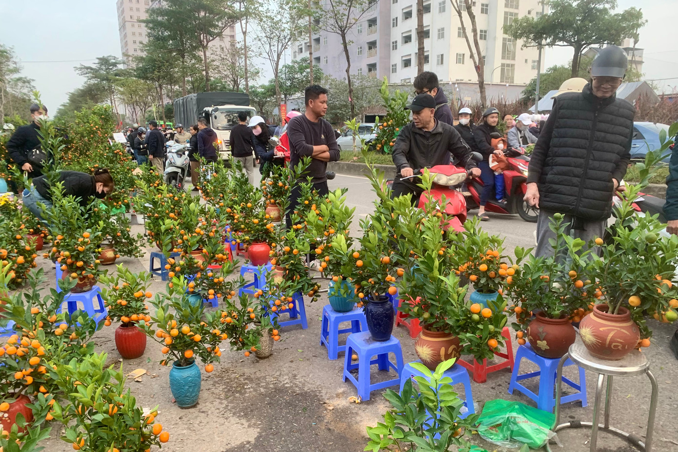 Giá quất giảm 50.000 - 100.000 đồng so với ngày hôm trước