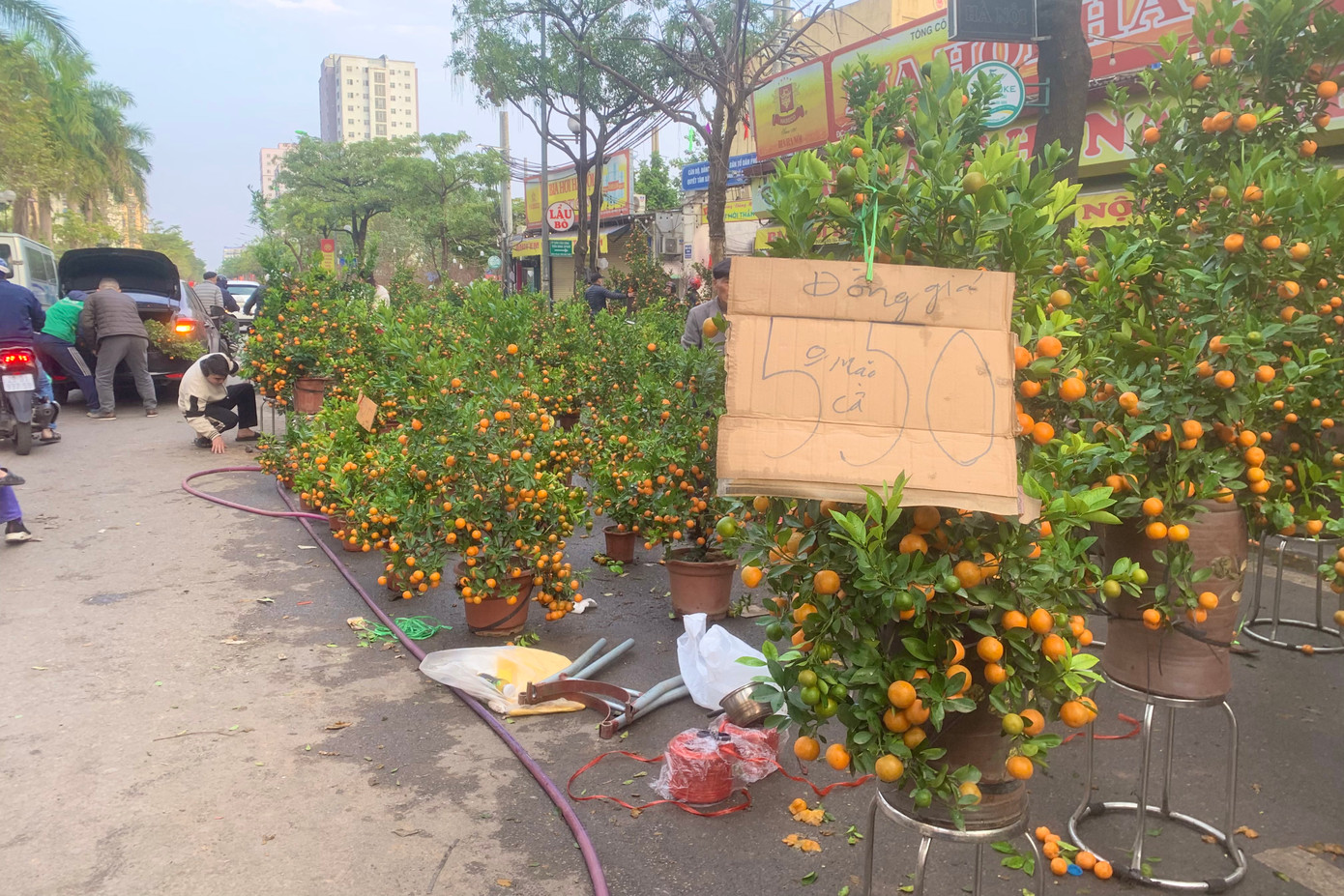 Giá quất giảm 50.000 - 100.000 đồng so với ngày hôm trước