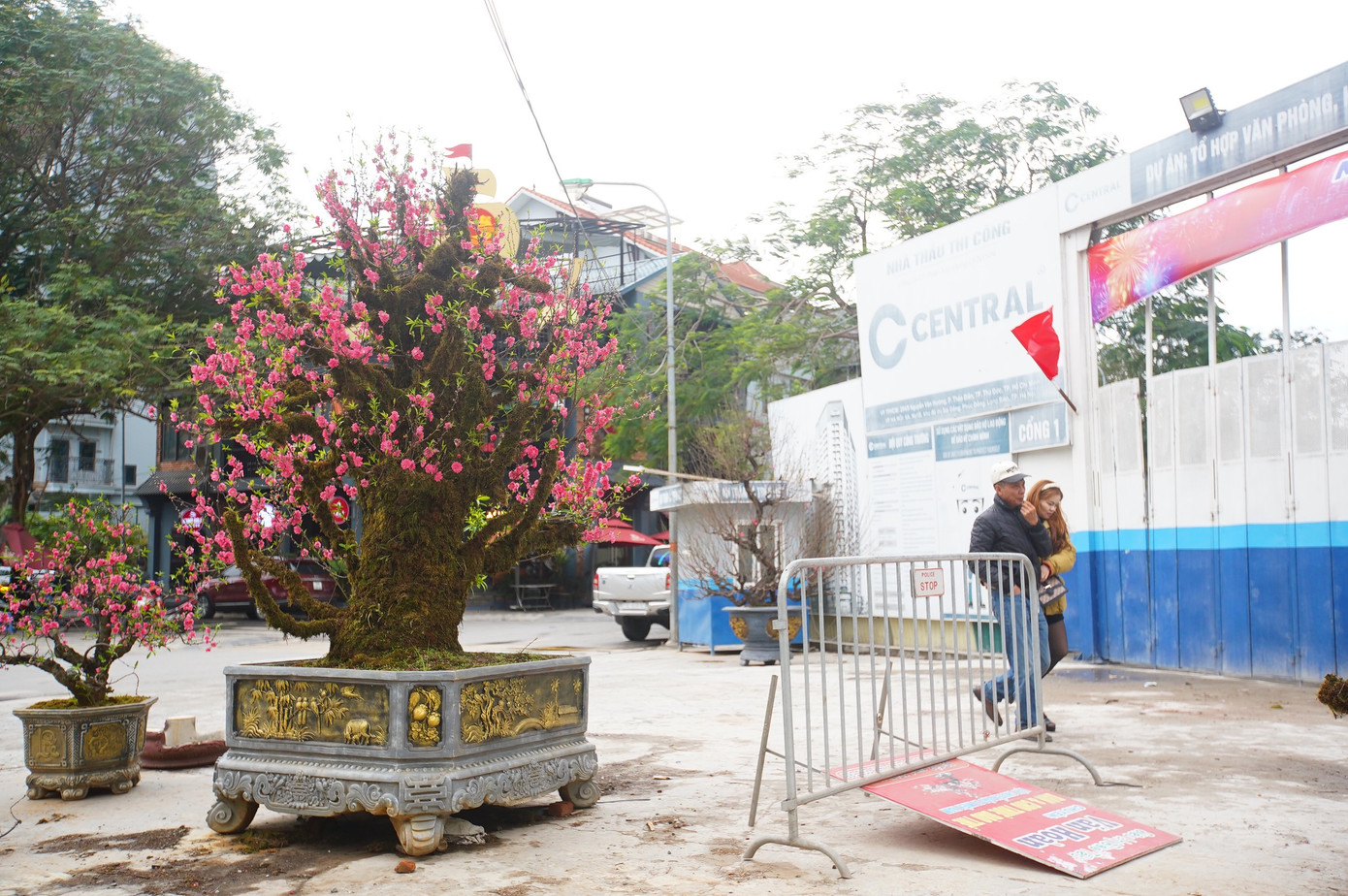 Một gốc đào khủng phủ đầy rêu có giá hàng chục triệu đồng bị "bỏ rơi".