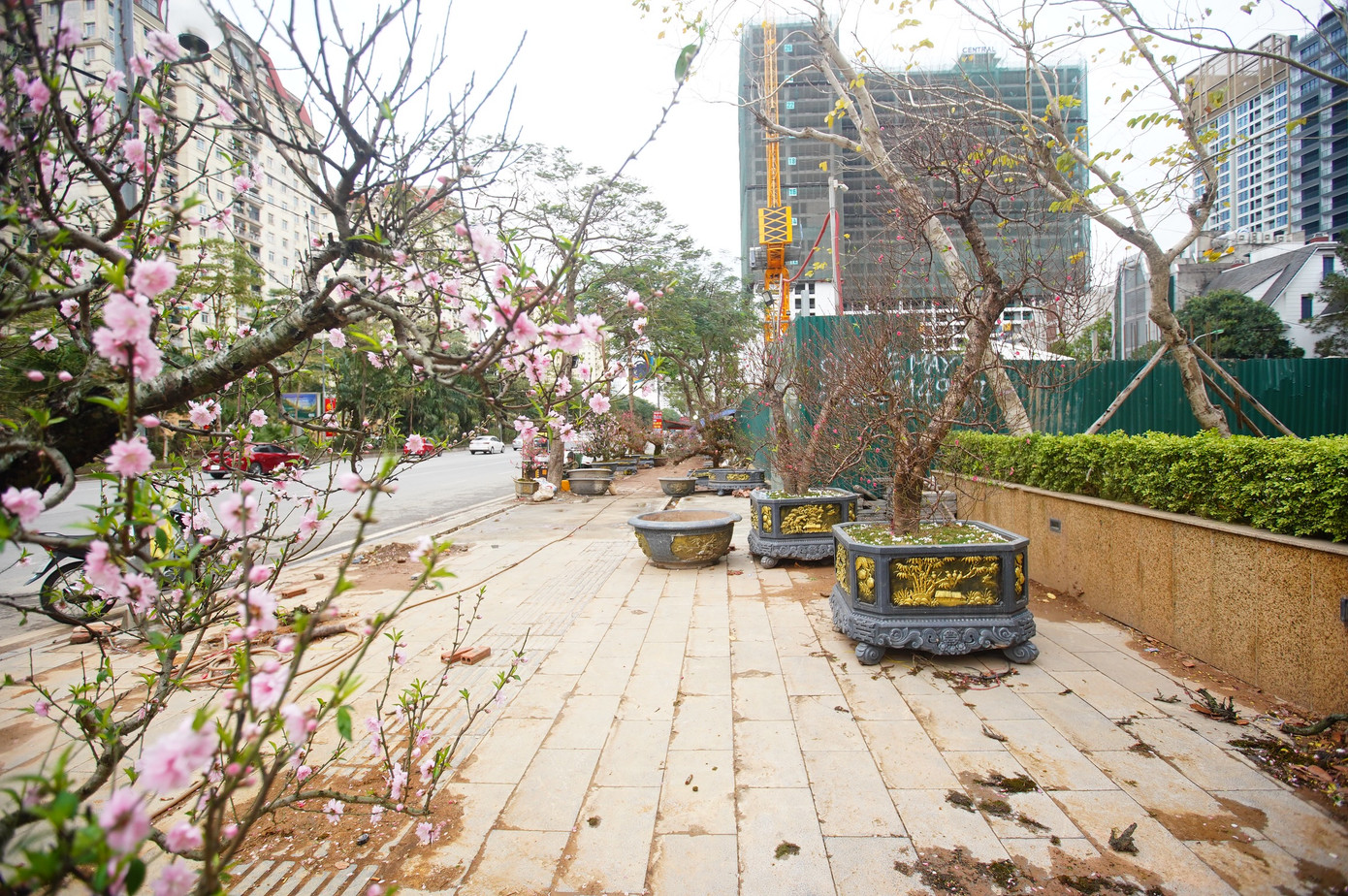 Khu vực này thường bán những loại đào đắt tiền, có giá hàng triệu đồng, thậm chí hàng chục triệu đồng/cây.
