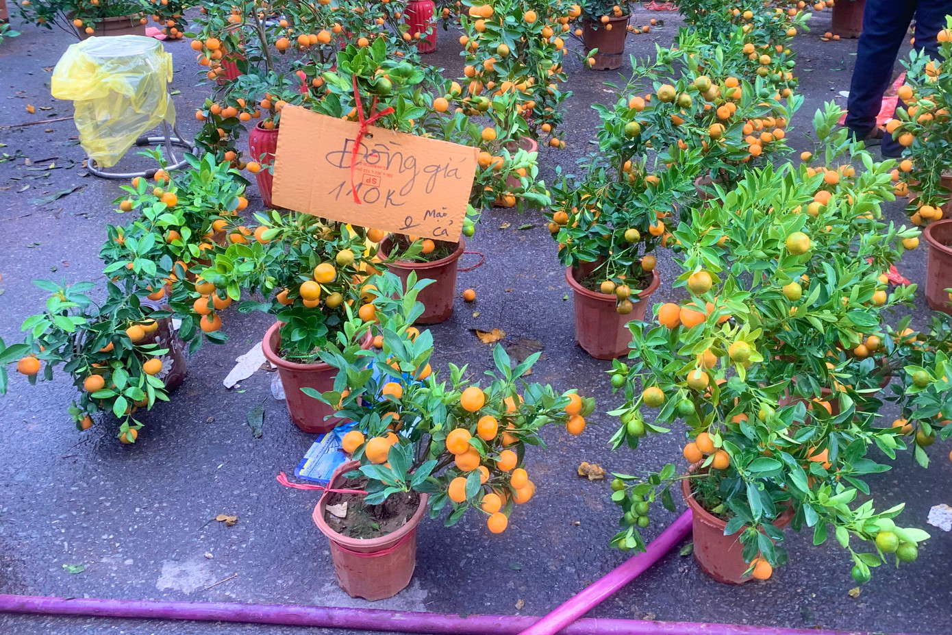 "Nay đào, quất đều bán rẻ hơn hôm qua, tuy nhiên người mua vẫn mặc cả, muốn giá rẻ hơn nữa. Ngày 28 Tết còn rất nhiều đào, quất chưa bán được nên cũng rất lo lắng", một tiểu thương tại chợ hoa chia sẻ.