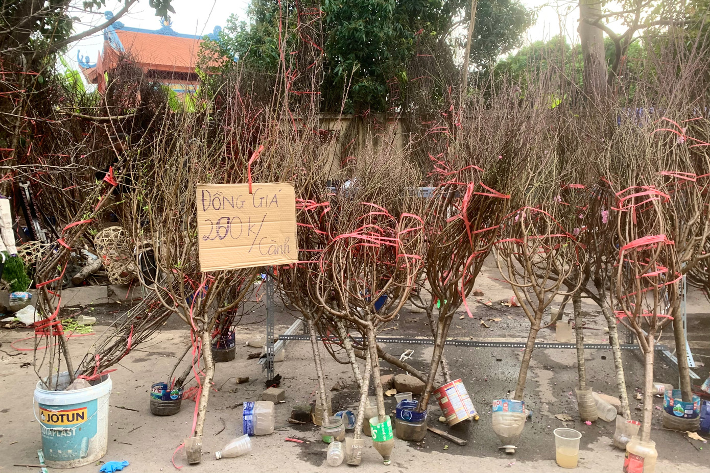 Những cành đào ít hoa được bó chặt bán đồng giá 200.000 đồng. Mức giá trước đó là 250.000 đồng/cành.