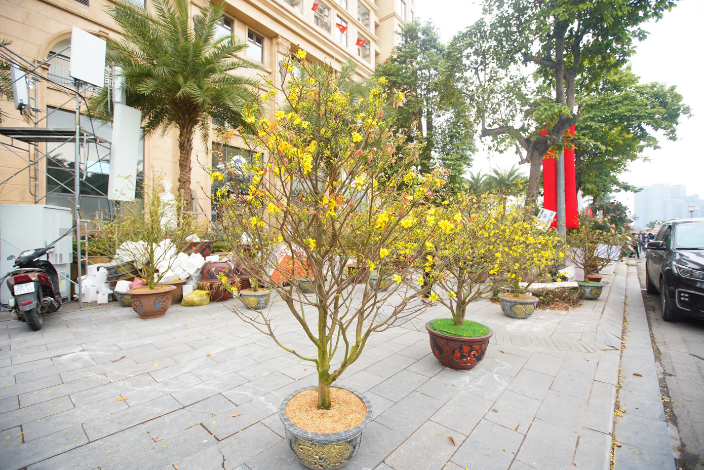 Một cây mai vàng có giá 5 triệu đồng, sau khi chủ vườn hạ giá xuống 2 triệu đồng vẫn không có ai mua.