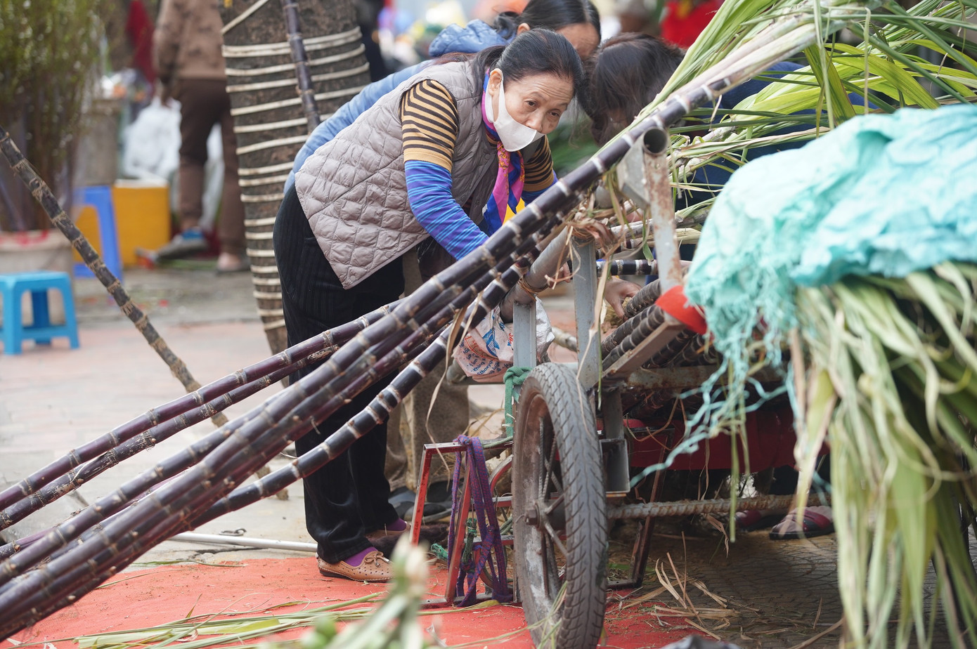 Giá mía năm nay đắt gấp đôi so với những năm trước.