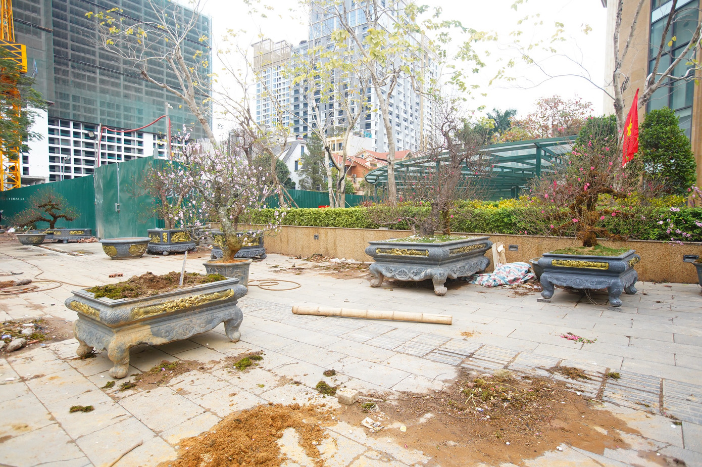 Dịp Tết này, vỉa hè đường Võ Chí Công không còn được lấp đầy những cây chậu cây đào lớn như trước.