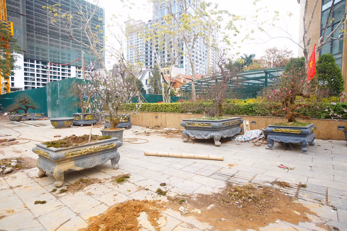 Dịp Tết này, vỉa hè đường Võ Chí Công không còn được lấp đầy những cây chậu cây đào lớn như trước.