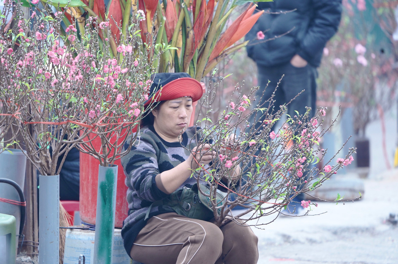 Việc nhà vườn không cắt đào sớm sau thiệt hại từ cơn bão số 3 hồi tháng 9 khiến giá đào Tết năm nay bị ảnh hưởng.