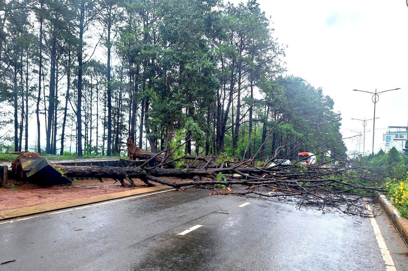2 cây thông ngã đổ khiến giao thông bị chia cắt 2 cây thông ngã đổ khiến giao thông bị chia cắt