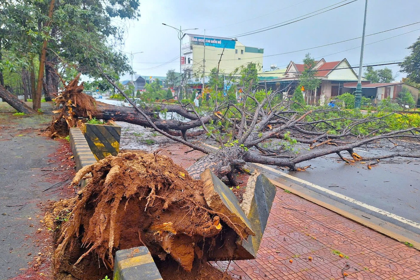 Hai cây thông bị quật ngã ở Biển Hồ Hai cây thông bị quật ngã ở Biển Hồ