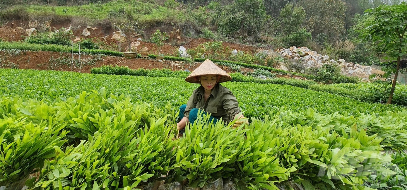 Chủ động cây giống giúp kế hoạch trồng rừng đạt hiệu quả cao