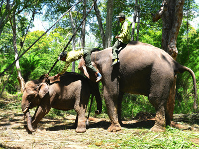 Nài voi Y Mắt trên lưng voi rừng Cu Sứt để cắt dây trói . Nài voi Y Mắt trên lưng voi rừng Cu Sứt để cắt dây trói