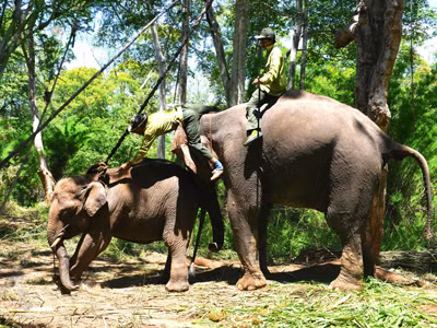 Nài voi Y Mắt trên lưng voi rừng Cu Sứt để cắt dây trói . Nài voi Y Mắt trên lưng voi rừng Cu Sứt để cắt dây trói