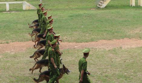 Chuyện ít biết về những huấn luyện viên cảnh khuyển ảnh 1