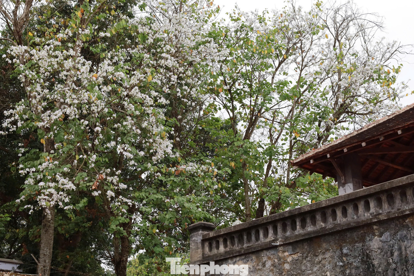 Hiện nay, thiếu niên, nhi đồng, người tàn tật được miễn phí vé vào tham quan; các bác cựu chiến binh, học sinh trung học phổ thông, người dân ở vùng sâu, vùng xa, khu vực biên giới được giảm 50% giá vé. "Việc miễn giảm vé vào tham quan khu di tích nhằm thu hút các cháu học sinh đến đây tham quan, học tập về lịch sử, truyền thống yêu nước, ý chí cách mạng của các thế hệ ông cha", chị Yến chia sẻ.