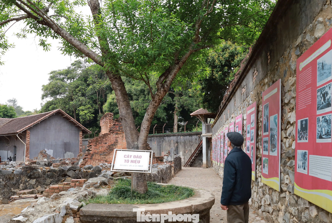 Từ sau năm 1939, số lượng đảng viên bị đày lên nhà tù Sơn La ngày càng tăng. Xuất phát từ những yêu cầu thực tiễn phải có một chi bộ Đảng làm hạt nhân lãnh đạo hoạt động và tổ chức đấu tranh, tháng 12/1939, các đảng viên trong tù đã bí mật triệu tập một hội nghị để thảo luận và thành lập chi bộ lâm thời gồm 10 đồng chí. Trong ảnh là cây đào do đồng chí Tô Hiệu trồng trong khu vực nhà tù, tượng trưng cho ý chí bất khuất của những chiến sỹ cách mạng dù bị giam cầm.