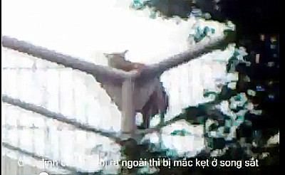 Chú hổ leo lên nóc chuồng, suýt lọt ra ngoài