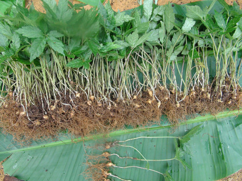 Cây giống sâm Ngọc Linh