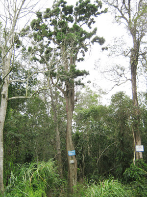 Quần thể thủy tùng cuối cùng ở Ea Ral, Ea H’leo