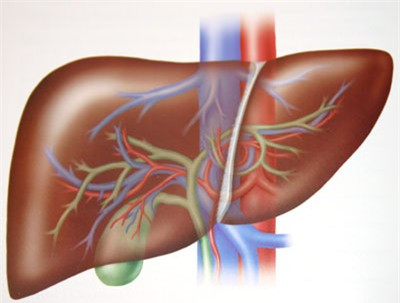 7 dấu hiệu nhận biết gan không khỏe mạnh 1