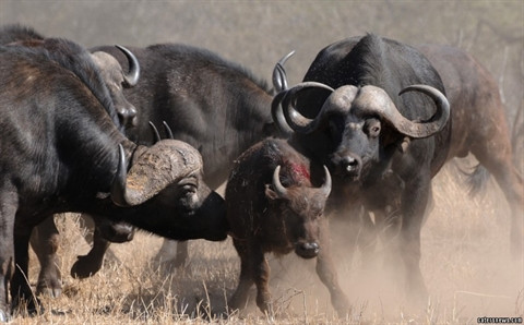 Trâu rừng 'điên tiết' hợp lực đuổi sư tử để cứu con ảnh 3