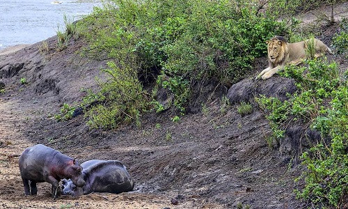 Hà mã con liều mình đuổi sư tử để bảo vệ mẹ ảnh 1