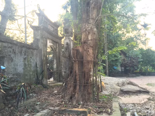 Hà Nội đồng ý cho người dân bán 'cây sưa trăm tỷ' ảnh 1