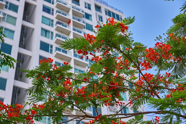 Green Bay Garden – Môi trường sống xanh cùng cộng đồng dân cư văn minh ảnh 2