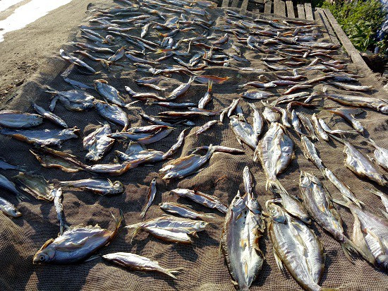 Kiếm bộn tiền từ nghề cá khô sông Đà ảnh 6