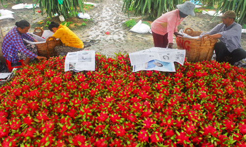 Thanh long rớt giá sốc ảnh 2