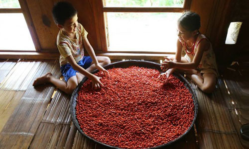 'Thủ phủ' trồng đặc sản dổi đổi vàng 9999 xứ Mường vào mùa thu hoạch ảnh 1