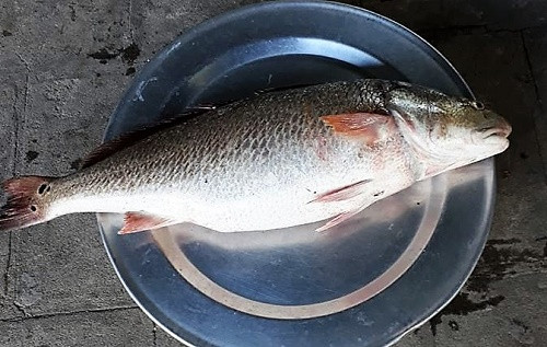 Ngư dân bắt được cá sủ vàng giá hàng trăm triệu ảnh 1