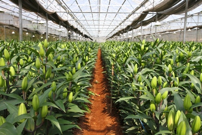 Nghị định 116/2018/ NĐ-CP: Thúc đẩy đầu tư tín dụng nông nghiệp ảnh 2