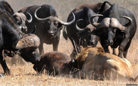 Trâu rừng 'điên tiết' hợp lực đuổi sư tử để cứu con ảnh 1