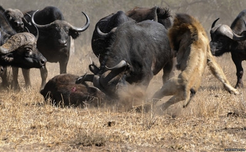 Trâu rừng 'điên tiết' hợp lực đuổi sư tử để cứu con ảnh 2