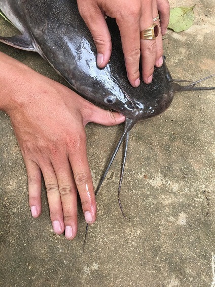 Cần thủ kể chuyện vật lộn tóm cá trê 'khủng' dài 1m, nặng gần 10kg ảnh 3
