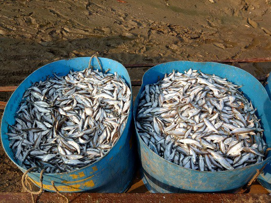 Kiếm bộn tiền từ nghề cá khô sông Đà ảnh 3