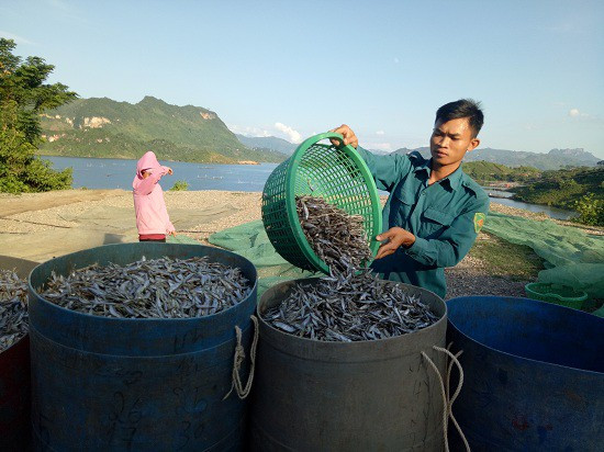Kiếm bộn tiền từ nghề cá khô sông Đà ảnh 11