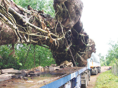 Đoàn xe đầu kéo chở 9 gốc cổ thụ vẫn đứng bánh ở huyện Sơn Hòa 