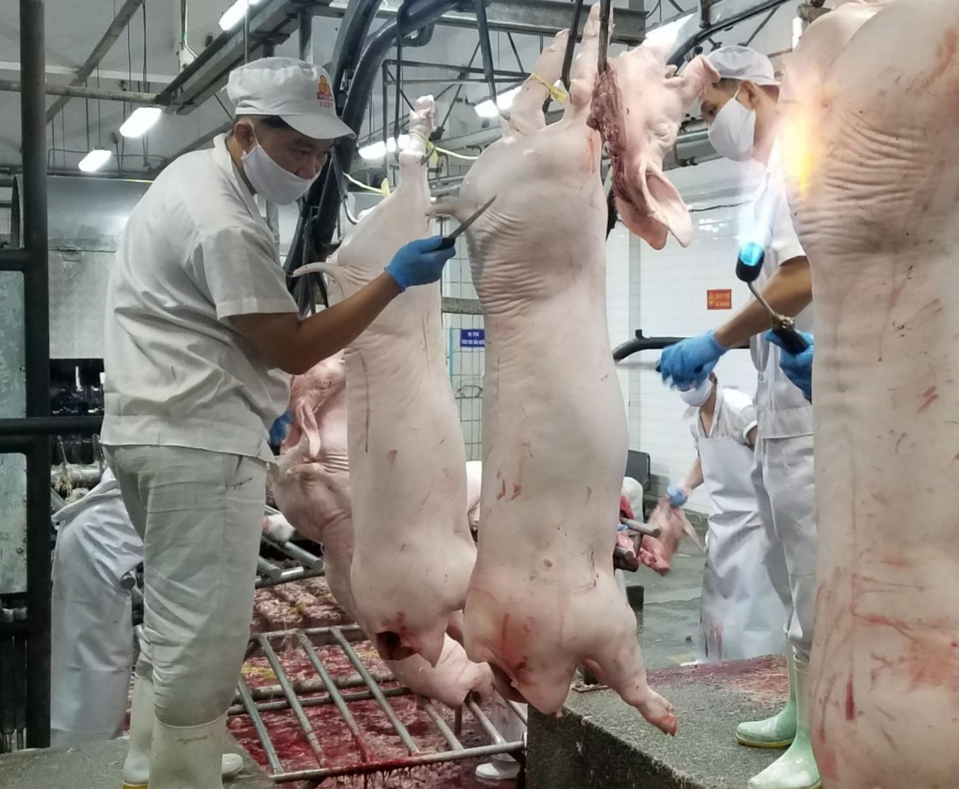 Hàng loạt doanh nghiệp báo lãi khủng nhờ giá thịt lợn tăng cao trong thời gian qua