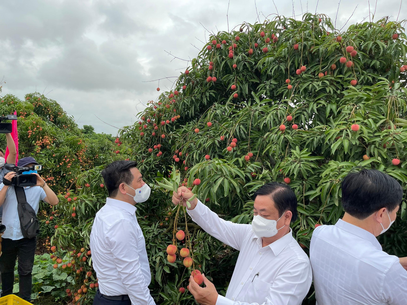 Lãnh đạo các Bộ thưởng thức trái vải Thanh Hà