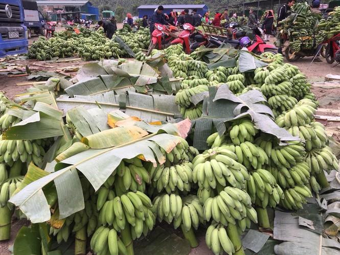 Từ nay đến cuối năm, Lai Châu có khoảng 45.000 tấn chuối, chủ yếu xuất sang Trung Quốc nhưng thị trường này đang tạm dừng nhập khẩu