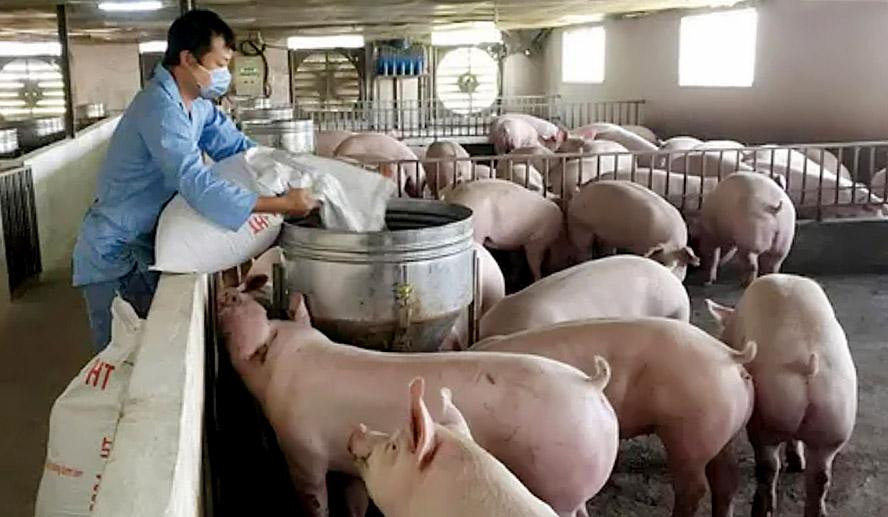 Bộ Nông nghiệp dự báo nếu dịch kéo dài qua tháng 9, người chăn nuôi sẽ thua lỗ nặng, nhiều nhà máy sản xuất thức ăn vừa và nhỏ có thể bị phá sản, mất cân đối cung cầu và chuỗi cung ứng sẽ đứt gãy Bộ Nông nghiệp dự báo nếu dịch kéo dài qua tháng 9, người chăn nuôi sẽ thua lỗ nặng, nhiều nhà máy sản xuất thức ăn vừa và nhỏ có thể bị phá sản, mất cân đối cung cầu và chuỗi cung ứng sẽ đứt gãy