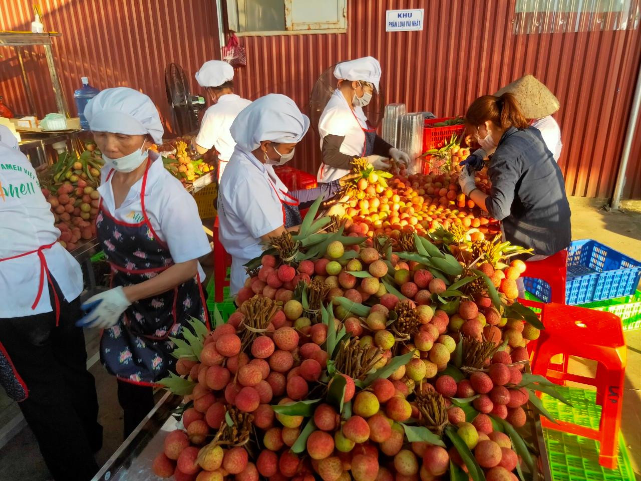 Các công nhân của 1 doanh nghiệp chuẩn bị vải để xuất khẩu lô hàng đầu tiên