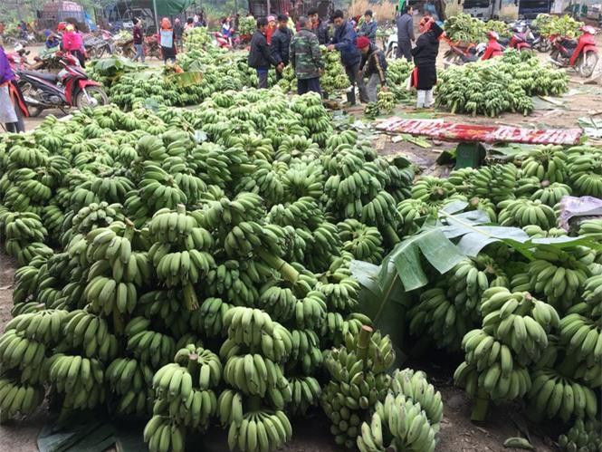 Tại Lai Châu, hàng nghìn tấn chuối người dân đang bí đầu ra khi Trung Quốc vẫn chưa mở cửa nhập khẩu trở lại