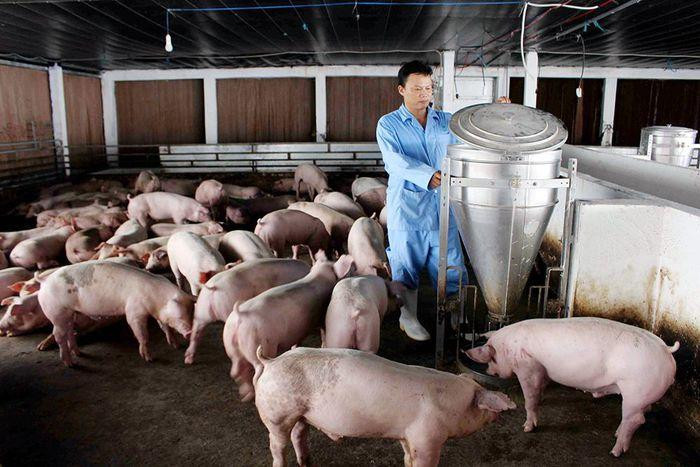 Giá thức ăn chăn nuôi tăng cao, trong khi thịt lợn giảm khiến nông dân lo sốt vó