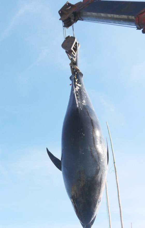 Ngư dân Phú Yên câu được cá ngừ vây xanh nặng 240kg ảnh 1