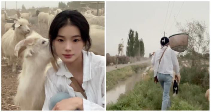 Huiran thường chia sẻ những khoảnh khắc trong cuộc sống của một người chăn cừu Huiran thường chia sẻ những khoảnh khắc trong cuộc sống của một người chăn cừu